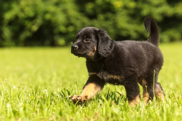 Hund Hovawart Guld Och Svart Valp Porträtt Spelet — Stockfoto