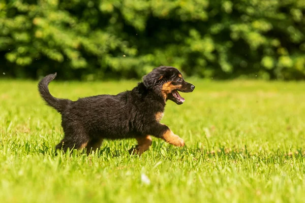 Hund Hovawart Guld Och Svart Valp Körs För Att Spela — Stockfoto