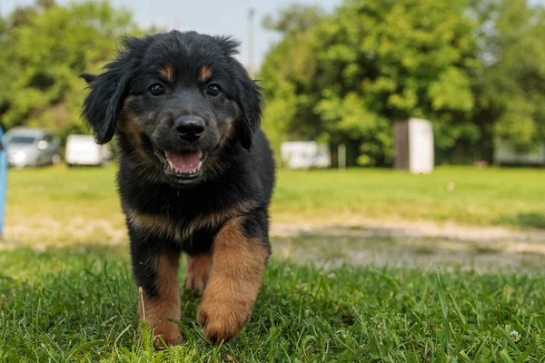 Pies Hovawart Złoty Czarny Szczeniak Jest Szczęśliwy Wędrując Trawniku — Zdjęcie stockowe