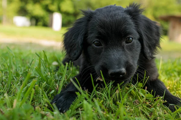 Pies Hovawart Złoty Czarny Portret Szczeniaka Bardzo Blisko — Zdjęcie stockowe