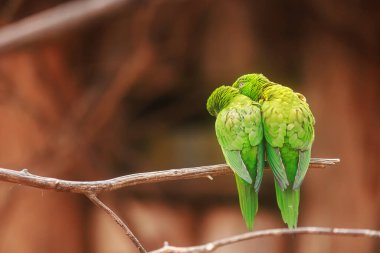 Pullu göğüslü lori (Trichoglossus chlorolepidotus), sırtları bize dönük oturan bir çift.