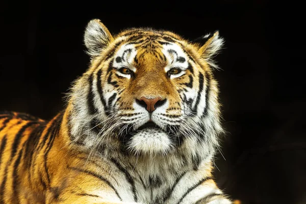 Tygrys Syberyjski Panthera Tigris Tigris Szczegółowy Portret Ciemnym Tłem — Zdjęcie stockowe