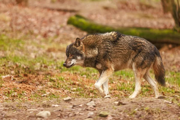Euroasijský Vlk Canis Lupus Lupus Starší Samec Velmi Ostražitý — Stock fotografie