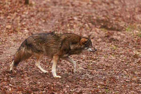 Euroasijský Vlk Canis Lupus Lupus Starší Samec Něčím Potýká — Stock fotografie