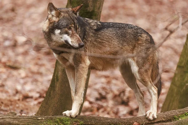 Euroasijský Vlk Canis Lupus Lupus Žena Ohlíží Přes Záda — Stock fotografie