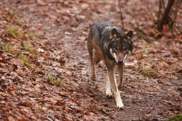 Eurasian Wolf Canis Lupus Lupus Walks Alone Autumn Leaves — 图库照片