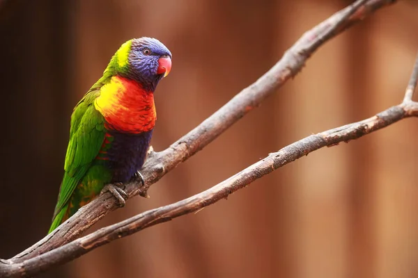 Scaly Breasted Lorikeet Trichoglossus Chlorolepidotus Beautifully Coloured Individual — Stockfoto