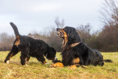 Bernese Dağ Köpeği, dişlerini gösteren Hovawart 'a çok yaklaştı.