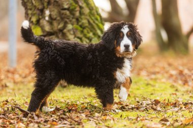 Bernese Dağ Köpeği parkta.