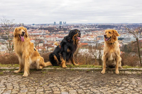 dog hovawart gold and black and two golden ones pose in the park above the city