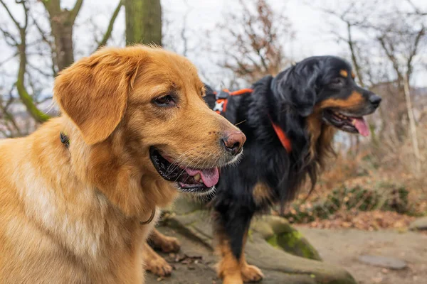 犬は黄金と黒と黄金の女性です黒い犬は背景に焦点を当てていません — ストック写真