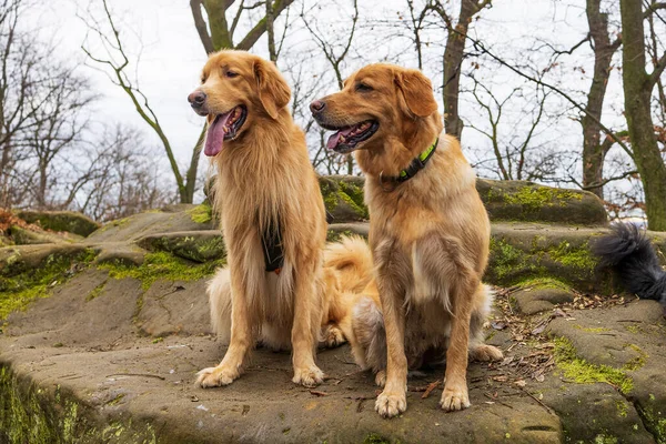 Två Gyllene Bävrar Hona Och Hane Sitter Klippa — Stockfoto