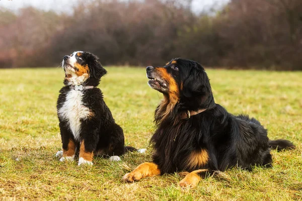 Bernese Mountain Dog Κουτάβι Κάθεται Δίπλα Στο Hovawart — Φωτογραφία Αρχείου