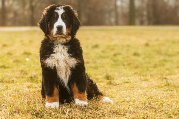 Bernese Dağı Köpek Yavrusu Çimlerin Üzerinde Poz Veriyor — Stok fotoğraf