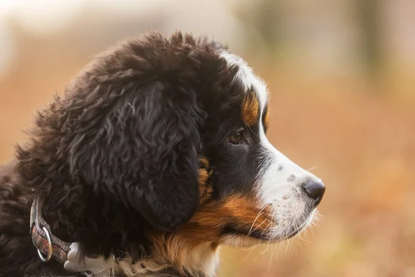 子犬の頭のベルネーゼ山犬の詳細 — ストック写真