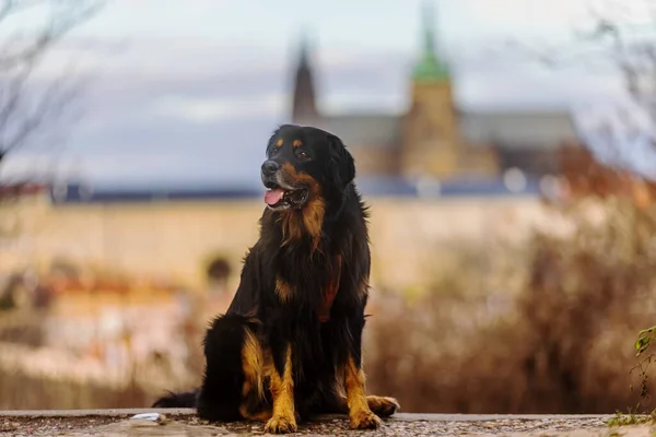 犬はプラハ城を背景に金と黒の座位ポーズをとる — ストック写真