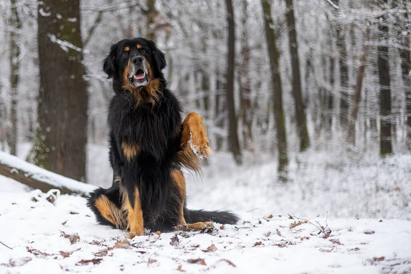 Pies Hovawart Złoto Czarny Śnieżnym Parku Powitanie Łapą — Zdjęcie stockowe