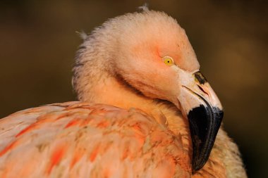Amerikan flamingosu (Phoenicopterus ruber) yeni uyanmış bir piliç.