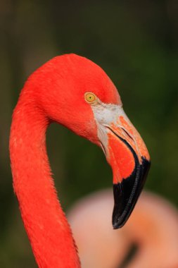 Amerikan flamingosu (Phoenicopterus ruber) kafaya çok yakın çekim
