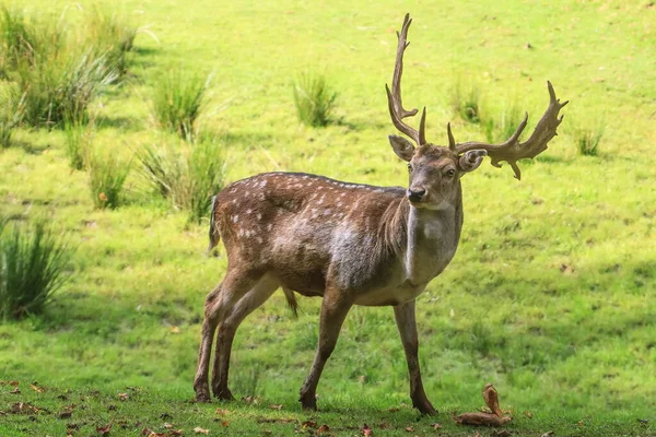 欧洲的野鹿 大马鹿 站在草地上吃草 — 图库照片