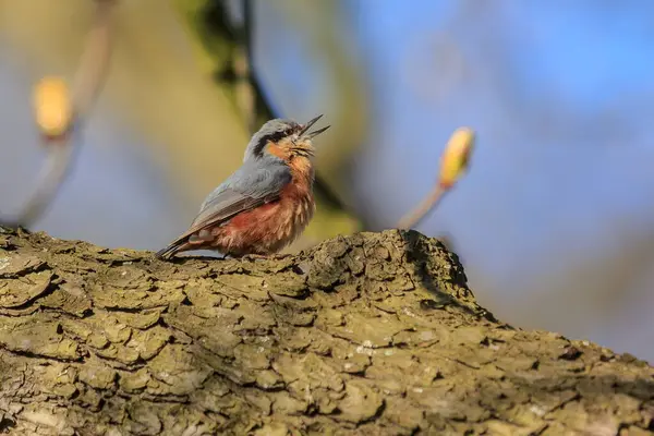 Legno Nuthatch Sitta Europaea Canta Nelle Giornate Primaverili — Foto Stock