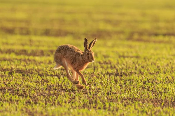 欧洲野兔 Lepus Europaeus 又快又害怕 急忙奔向安全地带 — 图库照片