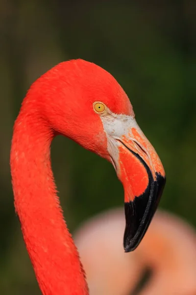 American Flamingo Phoenicopterus Ruber Close Head Very Close — стокове фото