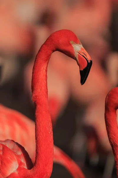 American Flamingo Phoenicopterus Ruber One Head Flock — стокове фото