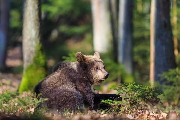 Oso Pardo Ursus Arctos Cachorro Orinando Suelo Bosque — Foto de Stock