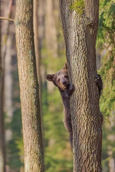 Καφέ Αρκούδα Ursus Arctos Κουτάβι Ανεβαίνει Δέντρο Και Κρυφοκοιτάζει Έξω — Φωτογραφία Αρχείου
