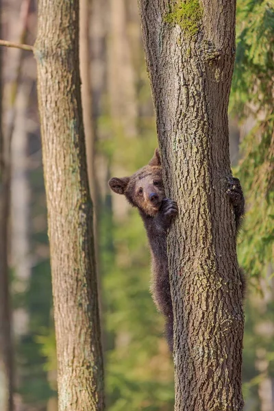 Bruine Beer Ursus Arctos Welp Klimt Boom Gluurt Eruit — Stockfoto