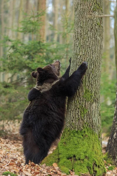 Бурый Медведь Ursus Arctos Молодой Хочет Залезть Дерево — стоковое фото