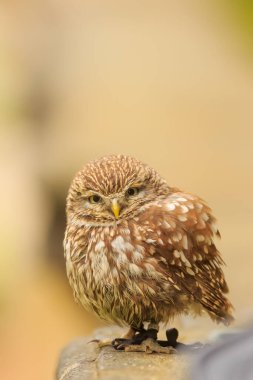 Küçük baykuş (Athene noctua) Minik kuş çok tatlı