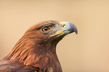 Altın kartal (Aquila chrysaetos) sadece baş yukarı bakan portresi