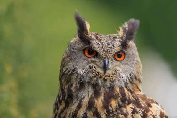 Eurasia Águila Búho Bubo Bubo Tiene Grandes Ojos —  Fotos de Stock