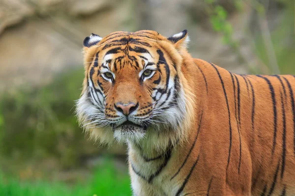 수마트라 호랑이 Panthera Tigris Sondaica 근접촬영 — 스톡 사진