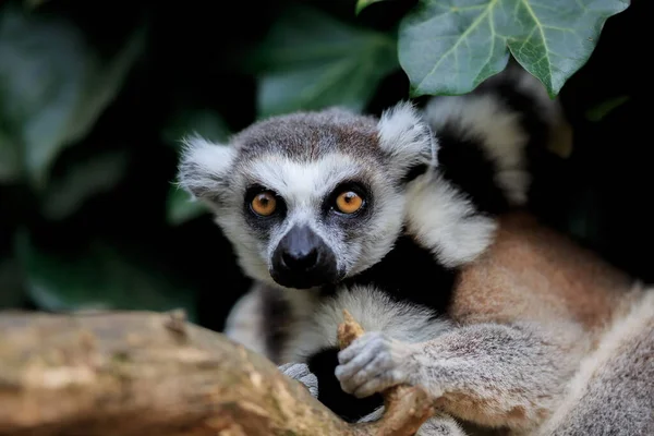 Lêmure Cauda Anelada Lemur Catta Olhando Frente — Fotografia de Stock