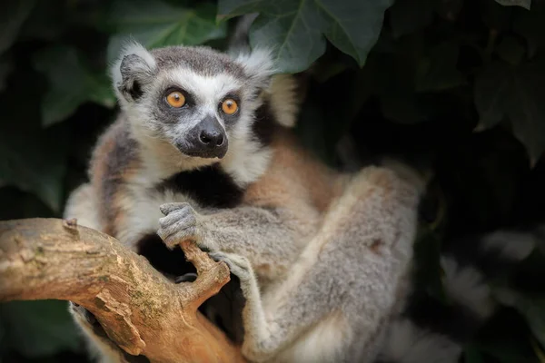 Lêmure Cauda Anelada Lemur Catta Senta Confortavelmente Ramo — Fotografia de Stock