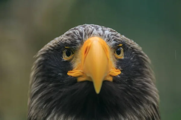 Steller Deniz Kartalı Haliaeetus Pelagicus Taraftan Güzel Yakın Plan Portresi — Stok fotoğraf