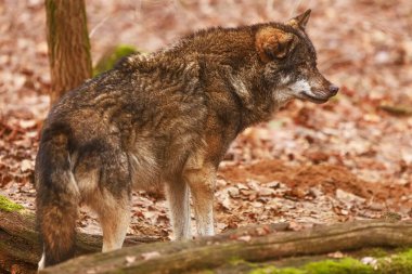 Avrasya Kurdu (Canis lupus) neler olduğunu araştırıyor