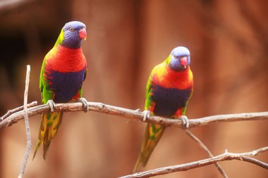 Pullu göğüslü lori (Trichoglossus chlorolepidotus), renkli çift yan yana oturur.