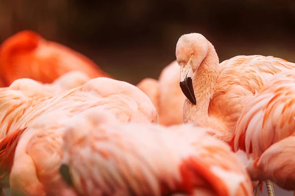 American Flamingo Phoenicopterus Ruber One Flock Has His Head — стокове фото