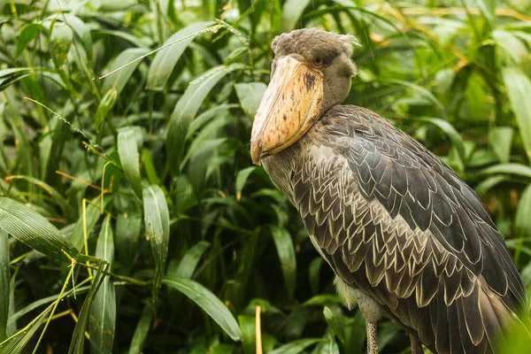 肖伯勒 Balaeniceps Rex 在丛林里的特写 — 图库照片