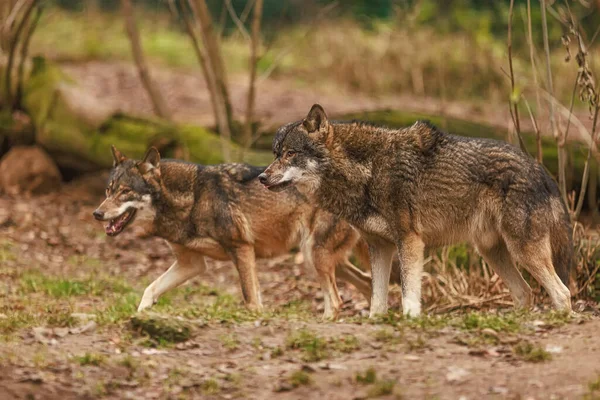 Lobo Euroasiático Canis Lupus Lupus Dos Siguen Resto Manada — Foto de Stock