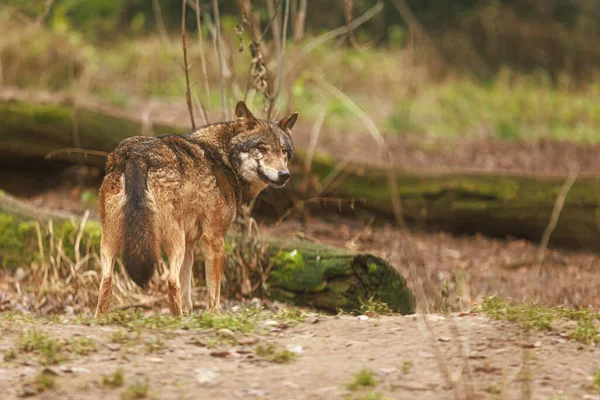 Lobo Eurasiático Canis Lupus Lupus — Foto de Stock