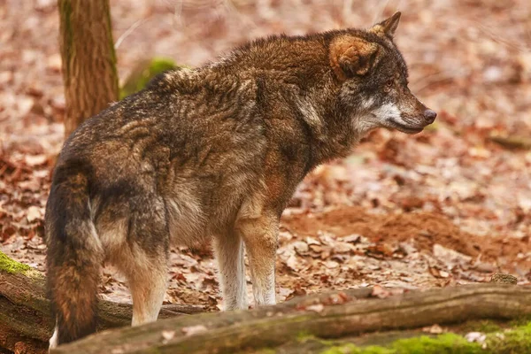 Avrasya Kurdu (Canis lupus) neler olduğunu araştırıyor