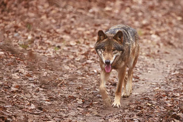 Lobo Euroasiático Canis Lupus Lupus Acerca Mucho —  Fotos de Stock