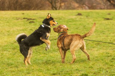 Chesapeake Bay Retriever melez bir köpekle oynuyor.