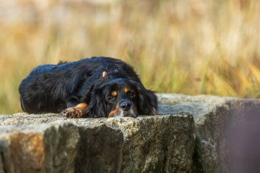 Köpek Hovawart altın ve siyah büyük kayaların üzerinde yatıyor ve dinleniyor, tüm vücudu bükülmüş.