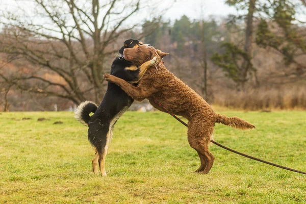 Chesapeake Bay Retriever Salta Sobre Outro Cão — Fotografia de Stock